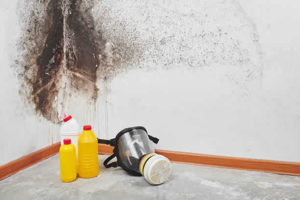 Best Mold Removal Process  in Hercules, CA