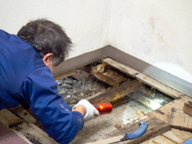 Best Certified Mold Removal  in Hercules, CA