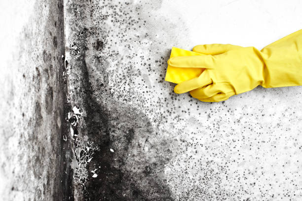 Professional Mold Removal in Hercules, CA