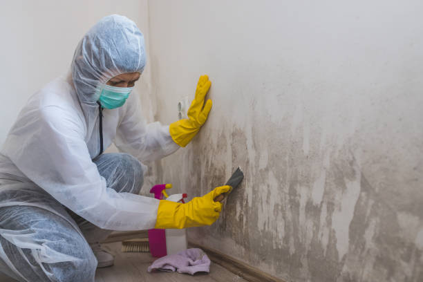 Best Mold Testing  in Hercules, CA