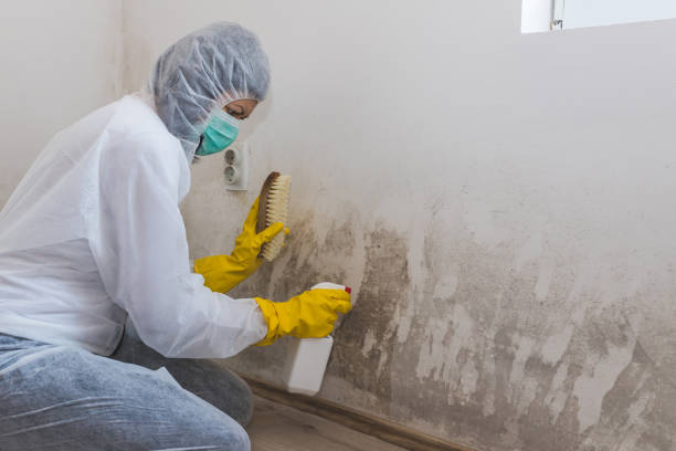 Best Affordable Mold Removal  in Hercules, CA