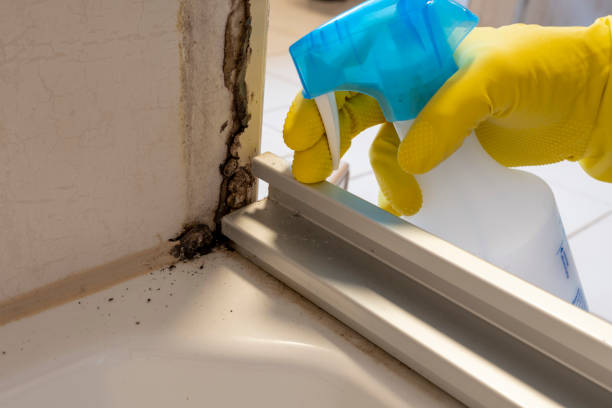 Best Toxic Mold Removal  in Hercules, CA