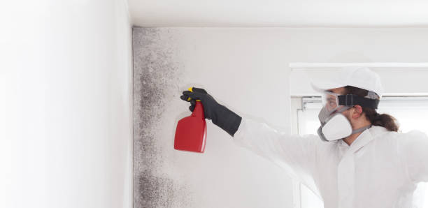 Office Mold Removal Services in Hercules, CA
