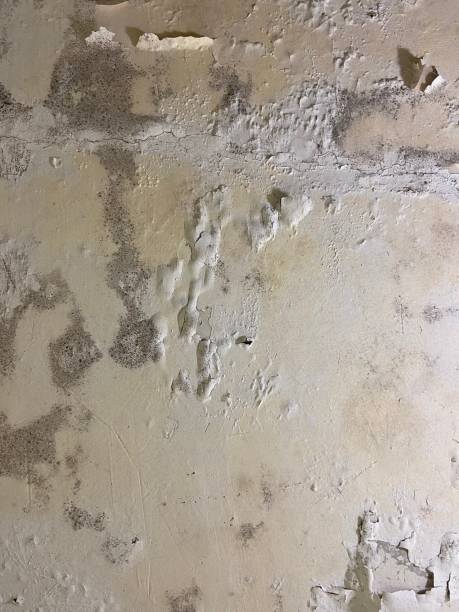 Best Mold Remediation  in Hercules, CA