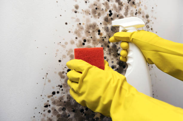 Best Commercial Mold Removal  in Hercules, CA