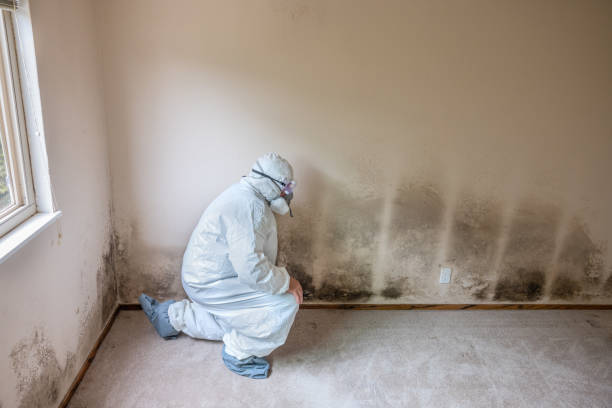 Best Mold Testing  in Hercules, CA