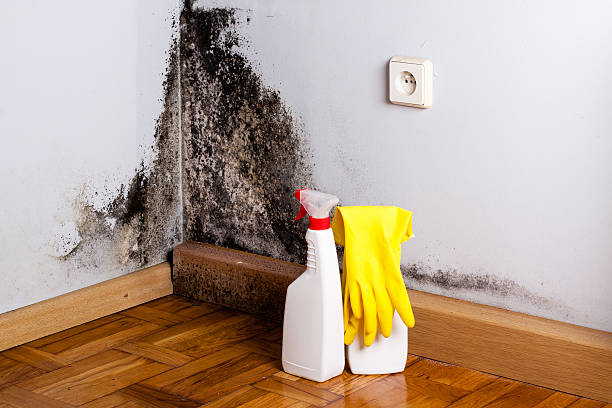 Best Best Mold Removal Companies  in Hercules, CA