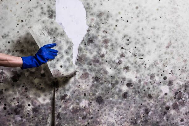 Best Attic Mold Removal  in Hercules, CA
