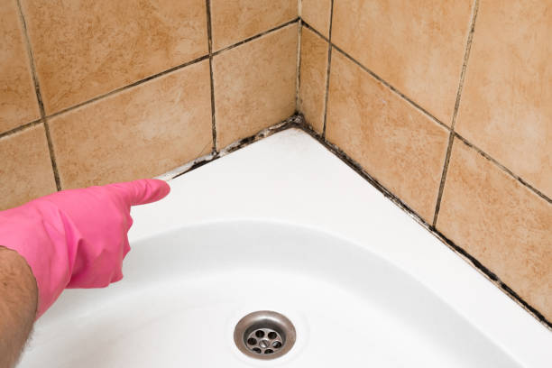 Best Mold Removal Company Near Me  in Hercules, CA